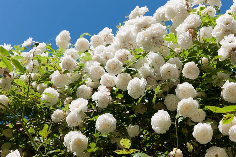 White Climbing Zephirine Flowers Seeds