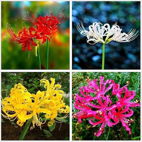 Mixed Lycoris Flower Seeds