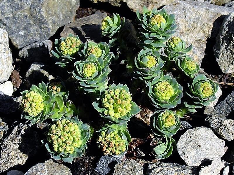 Green Rhodiola Rosea Plant Seeds