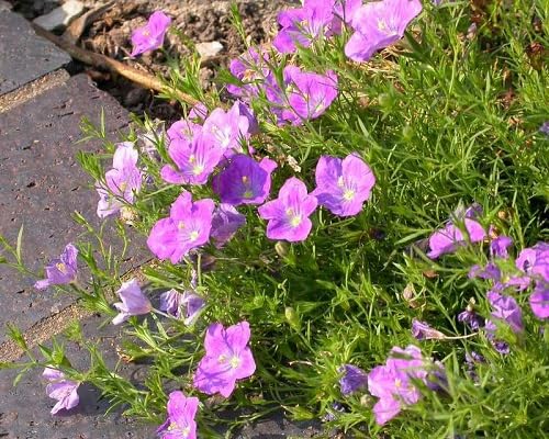 Pink Nierembergia Flower Seeds