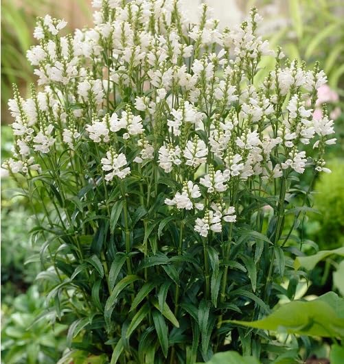 White Physostegia Flower Seeds