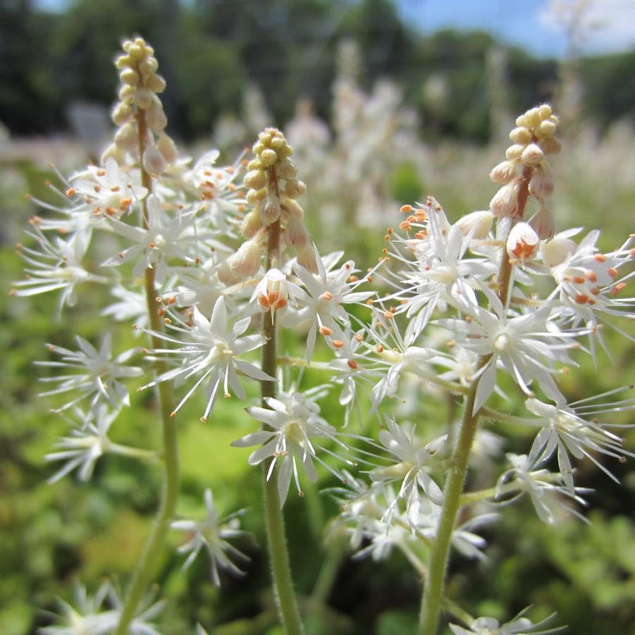 White Tiarella Flower Seeds