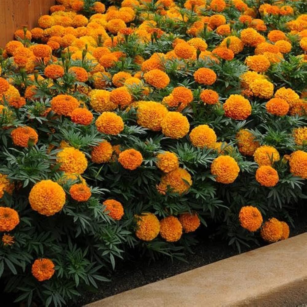 Hohe Gelb Mit Roter Mitte Marigold Vibrant Flowers Colorful Gardens Flower Seeds