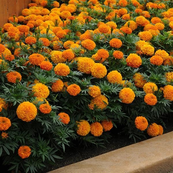 Yellow Orange Giant And Marigold Tagetes Erecta