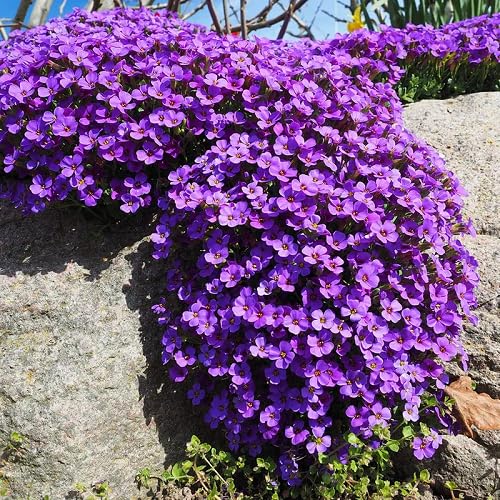 Purple Cress Aubrieta Flower Seeds