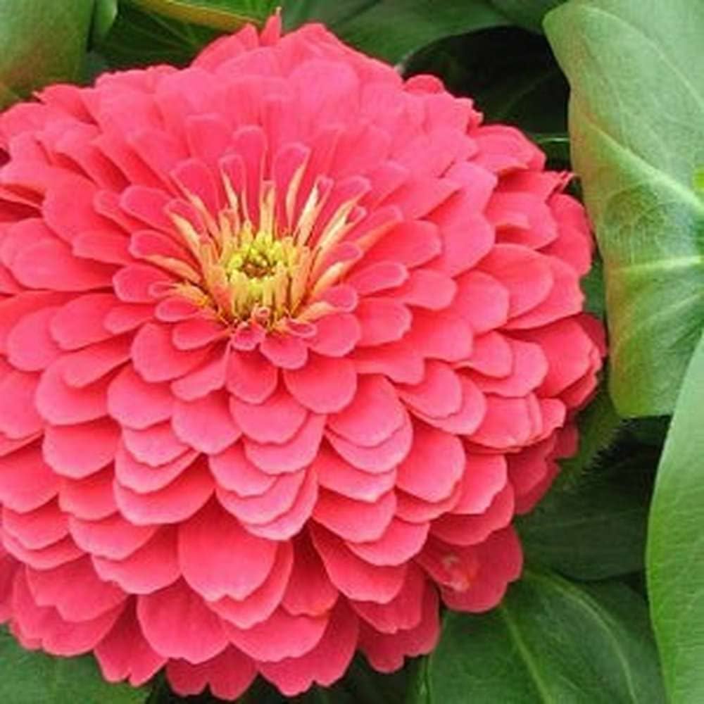 Rose Zinnia Flower Stunning Garden Balcony