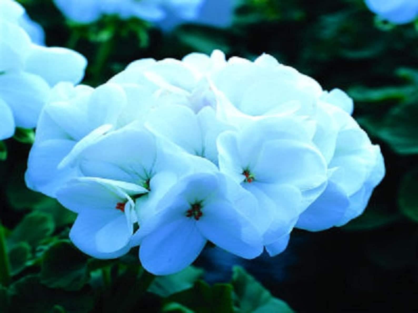 White Saturn Lightning Geranium