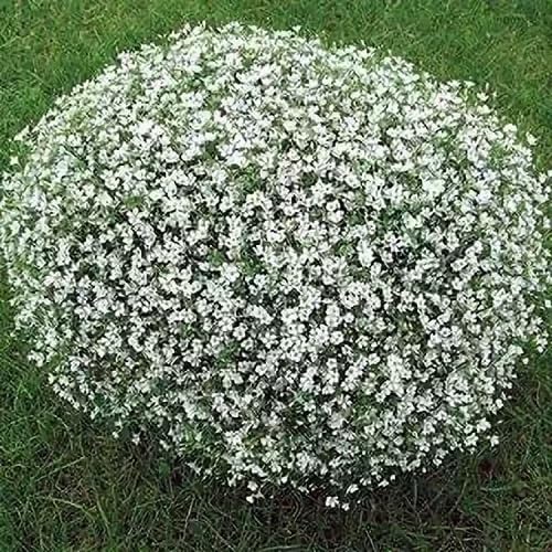 White Creeping Thyme Plant Seeds herb seeds - sustainable gardening, high germination garden seeds