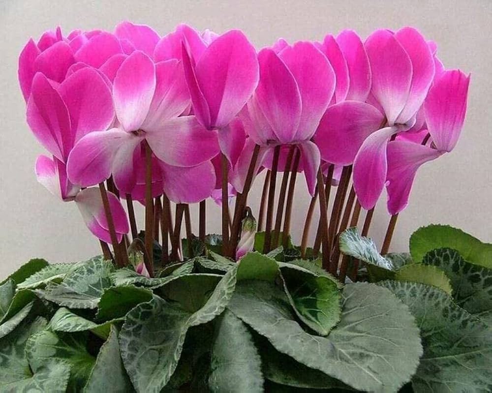 Pink Cyclamen Flower Seeds - Heirloom Non GMO High Germination Premium Garden Seeds for Planting