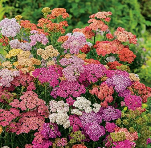 Mixed Achillea Ballerina Flower Seeds