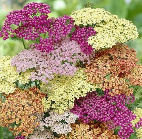 Mix Verbena Flower Seeds
