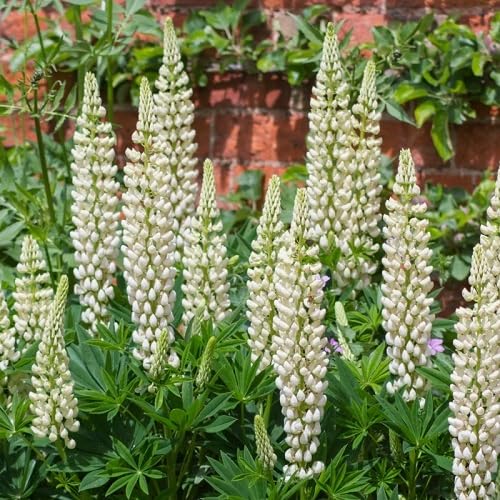 white lupinus albus flowers