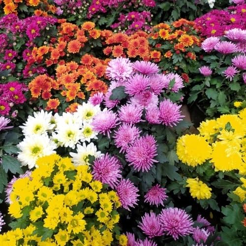 Chrysanthemum Flowers Seeds