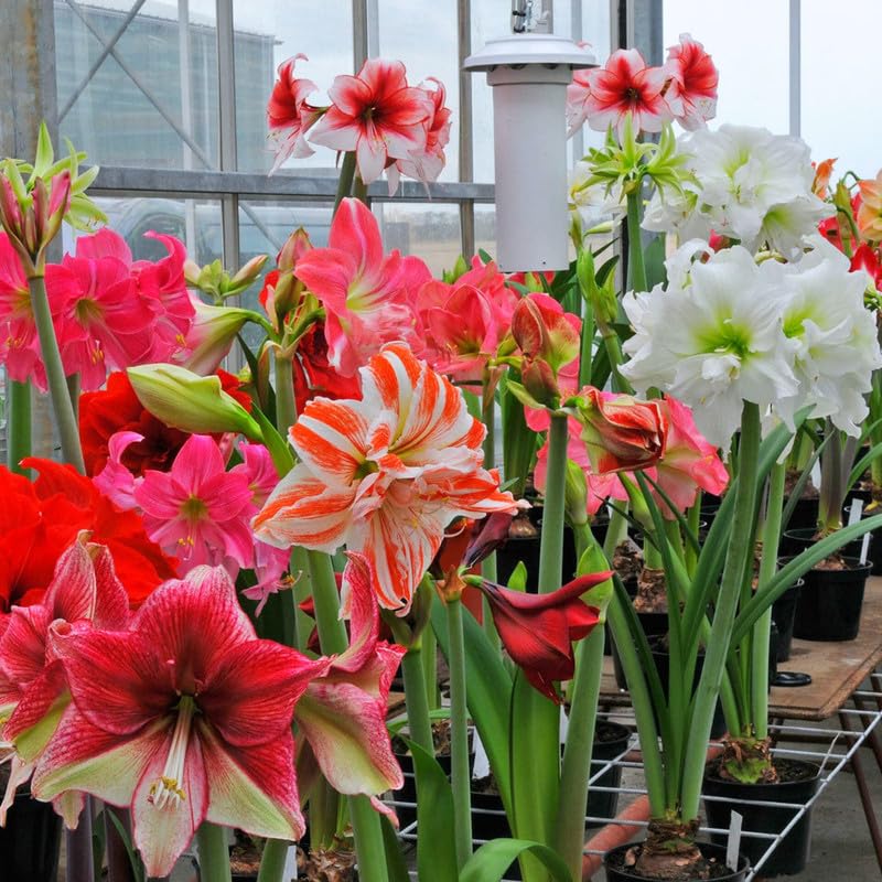Amaryllis Flower Seeds Mixed – Heirloom, Non-GMO, High Germination Seeds - Heirloom Non GMO High Germination Organic Gar