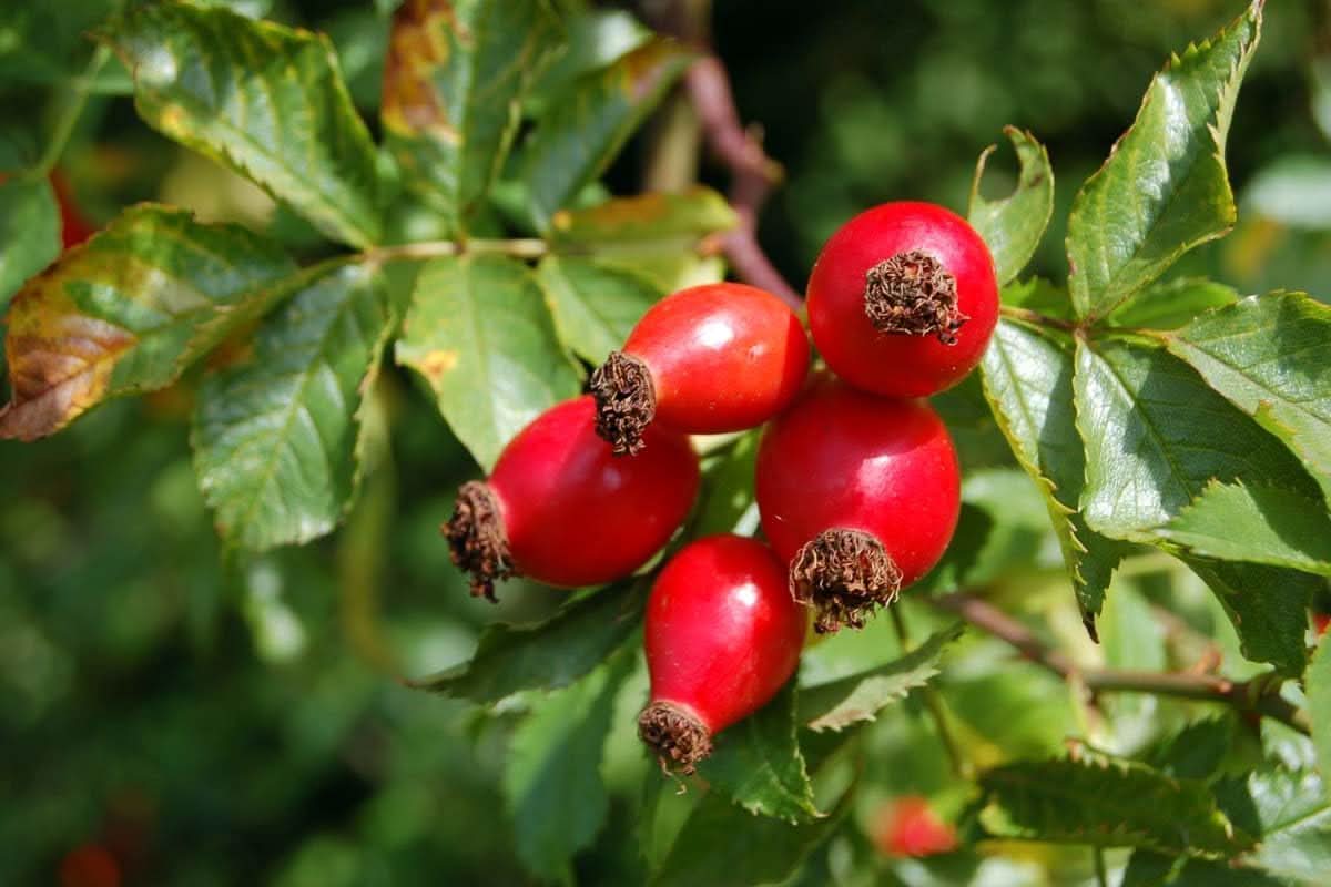 heirloom rosehip fruit for planting growing nutritious aromatic hips at your home garden Fruit seeds