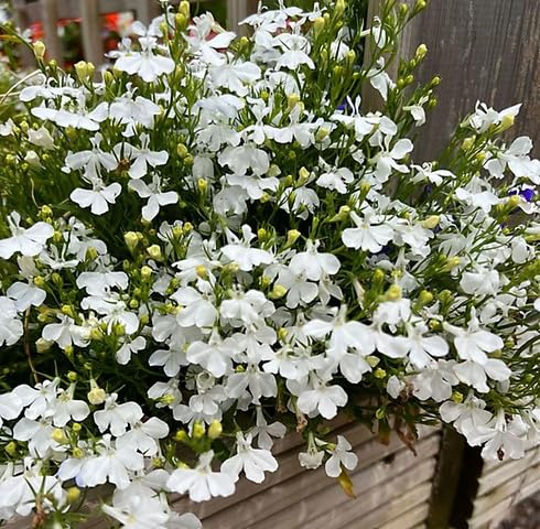 white lobelia regatta flower