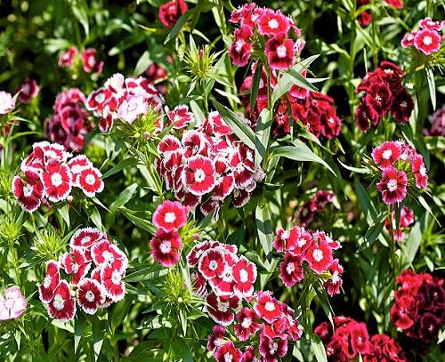 Mixed Dianthus Flower Seeds