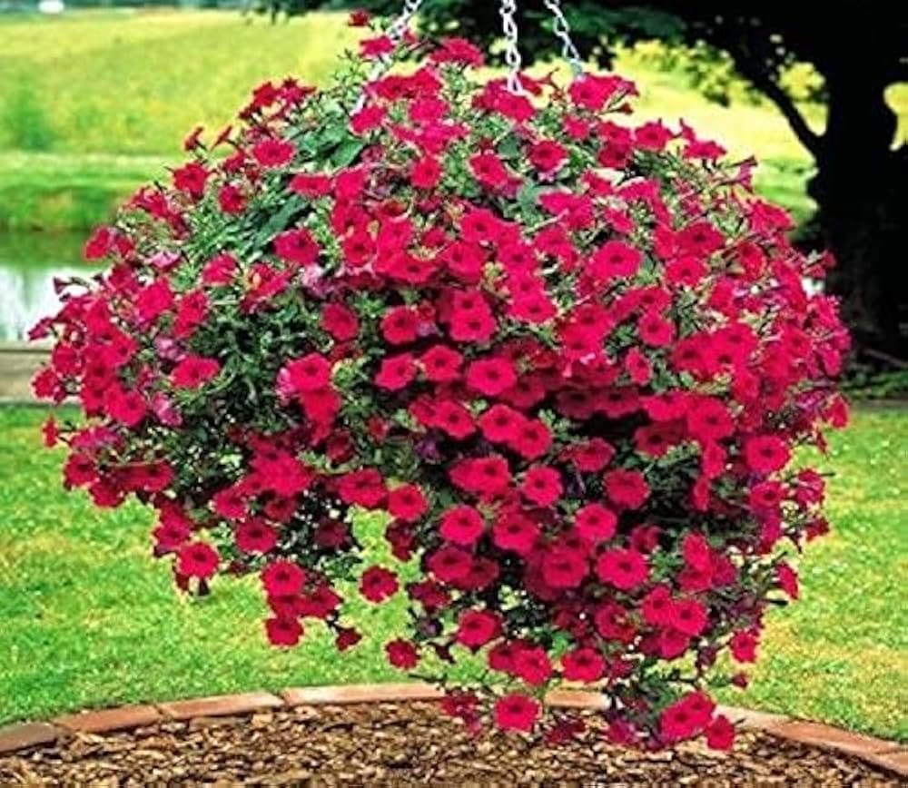 Red Petunia Flower Petunia Spp