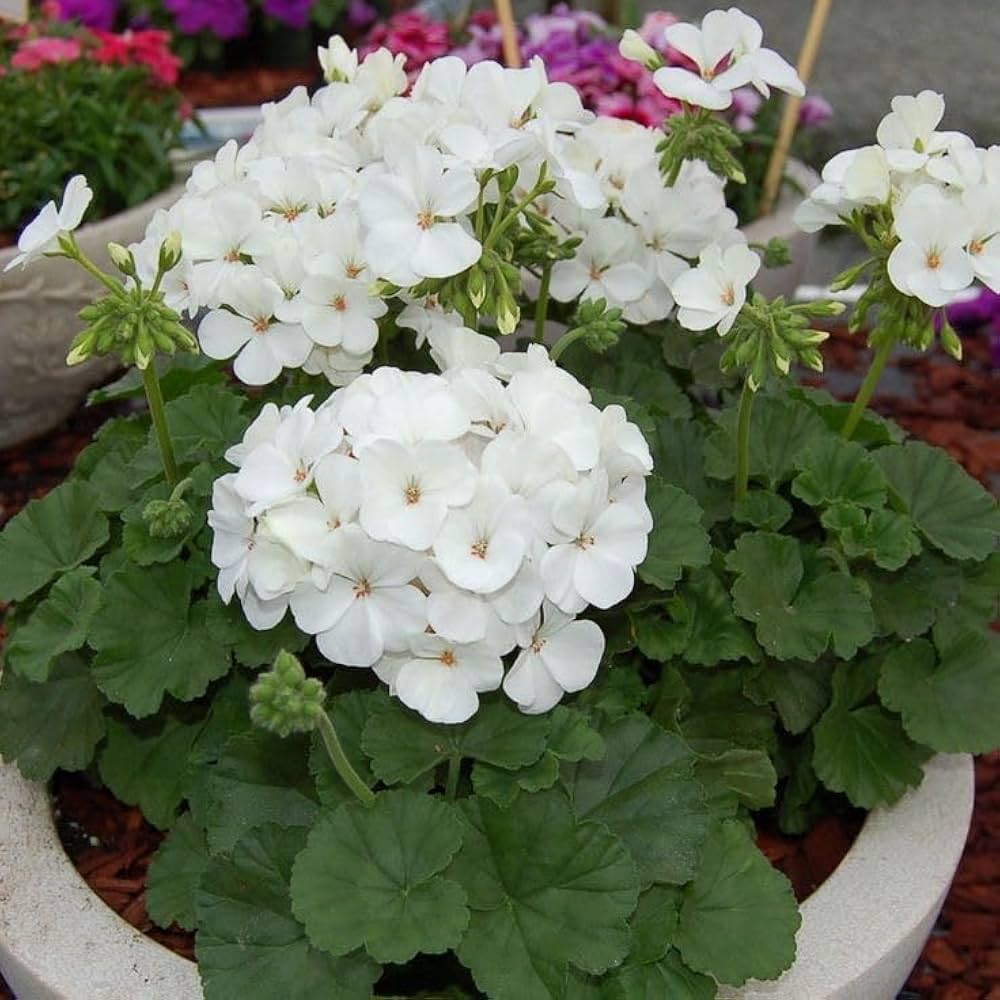 White Blooming Geranium Flower Seeds