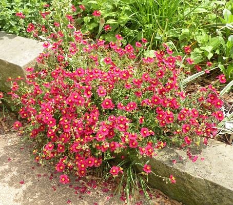 Red Helianthemum mutabile Flower Seeds