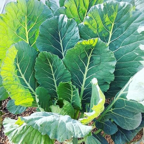 Green Collards vegetable seeds for Home Gardening, Natural Farm Fresh Gardening Choice for kitchen garden planting