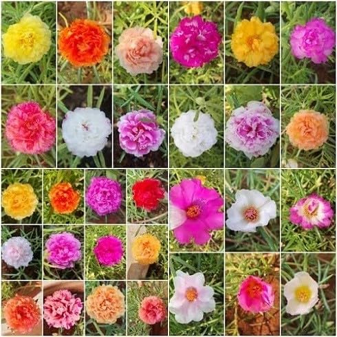 Mixed Moss Rose Flower Seeds. Rare Blooming Plants for Balcony and Outdoor Gardening for Colorful