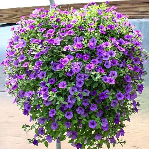 Purple Hanging Petunia Flower Seeds