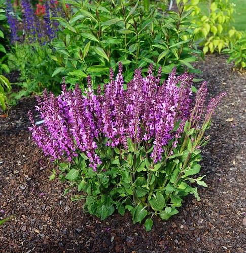 Pink sage Flower Seeds
