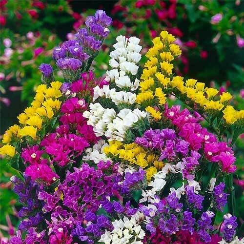 Limnanthes Flower Seeds