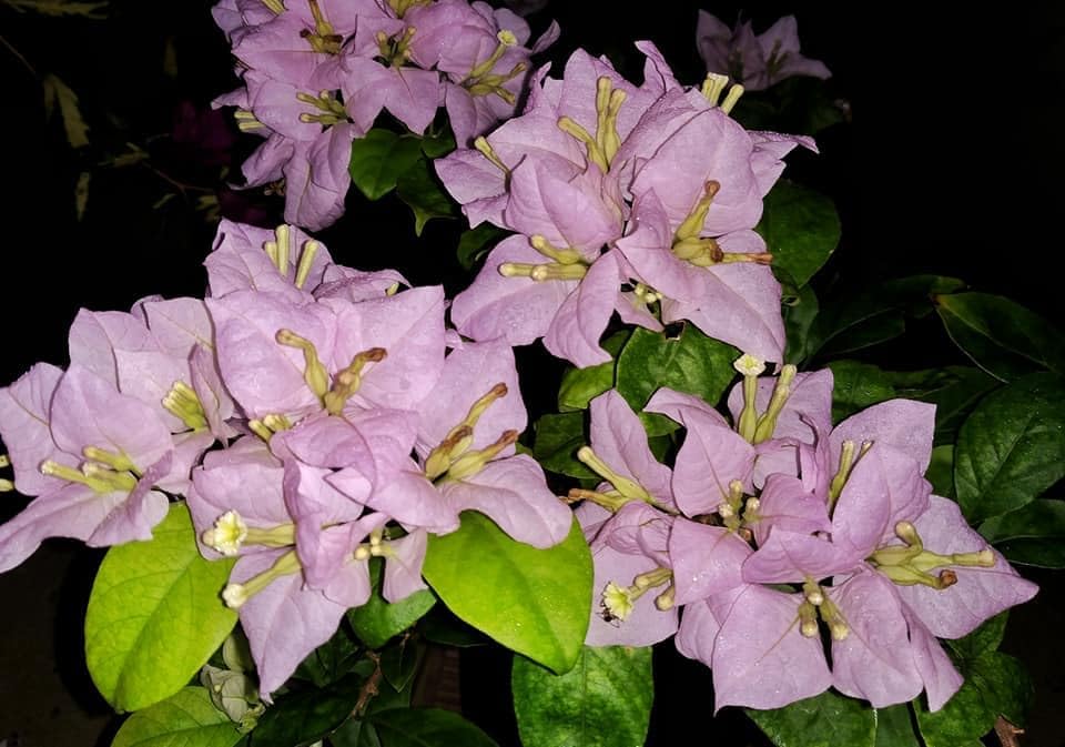 Lilac Hibiscus Syriacu Flower Seeds