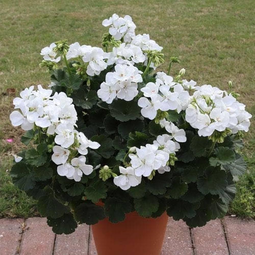 Mixed Boliviensis Flower Seeds - Heirloom Non GMO Premium Garden Seeds for Planting