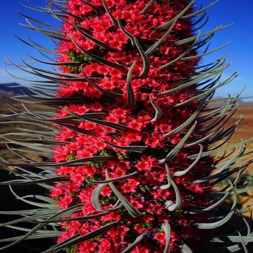Red Tajinaste Flower Seeds