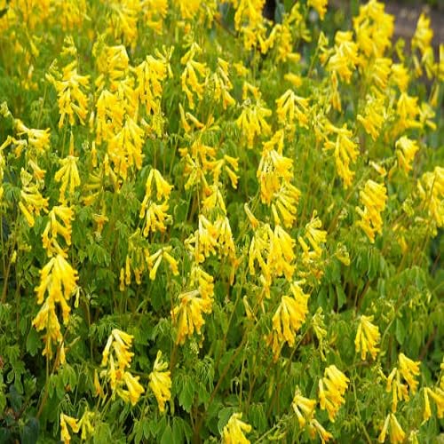 Yellow Corydalis Lutea Flower Seeds