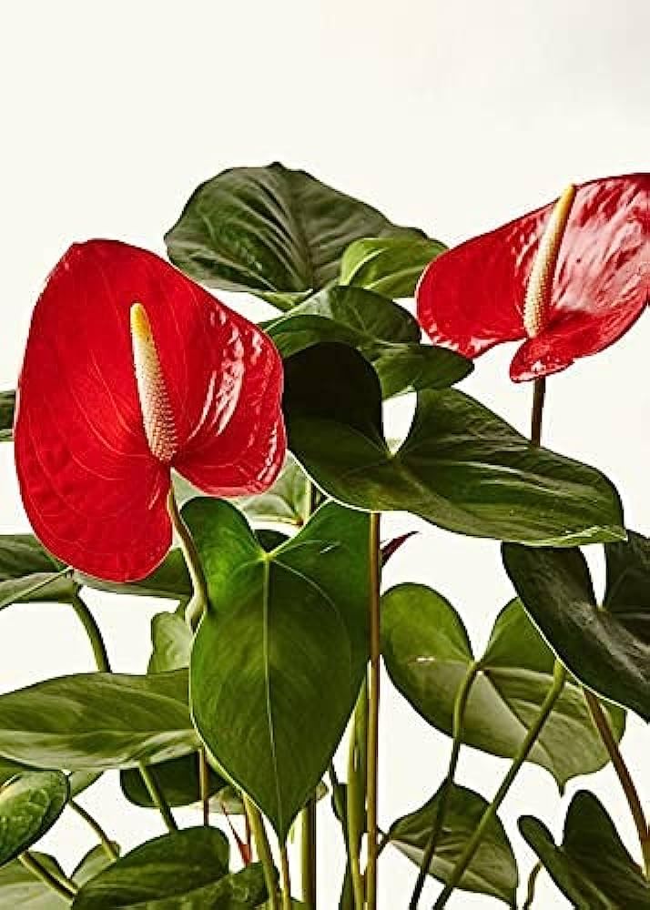 Anthurium Andraeanu Flower
