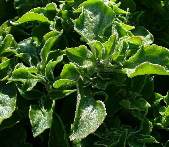 Mesembryanthemum crystallinum vegetable seeds for Home Gardening, Easy Grow Culinary for kitchen garden planting