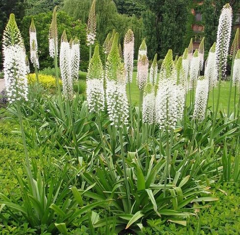 White Eremurus Flower Seeds