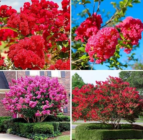 Red Lagerstroemia Flower Seeds