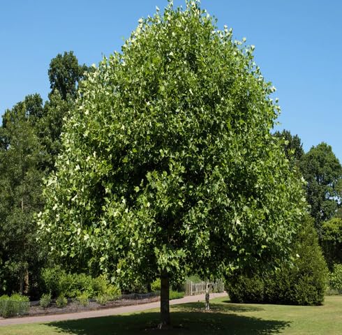 Green Liriodendron Tulipifera Tree Seeds