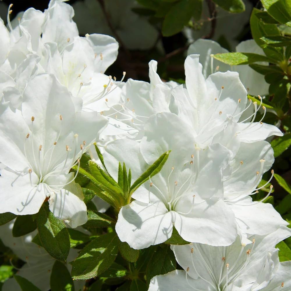 Double Azalea Flower Seeds - Heirloom, Non GMO, High Germination, Organic Garden Seeds