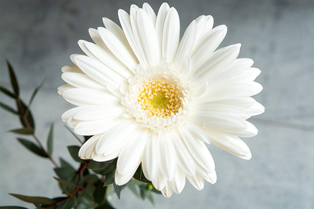 White Gerbera Daisy Flower Seeds