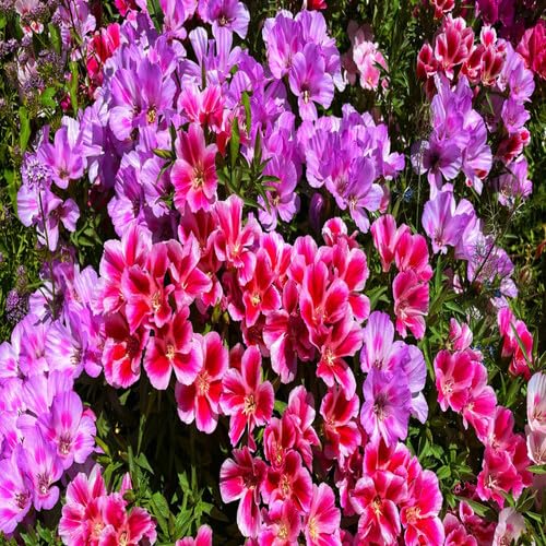Mixed Clarkia Flower Seeds