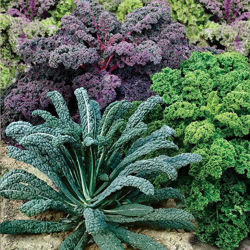 Mixed Lacinato vegetable seeds - Heirloom, Organic, Non Gmo Garden Seeds for kitchen garden planting