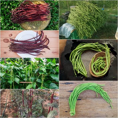 Mixed Long Bean vegetable seeds for Home Gardening, Fast Growing Home Garden Variety for kitchen garden planting