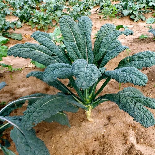 Green Lacinato vegetable seeds - Heirloom, Organic, Non Gmo Garden Seeds for kitchen garden planting