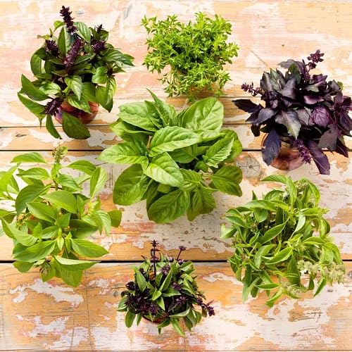 Mixed Basil Plant Seeds herb seeds - heirloom, natural growing garden seeds
