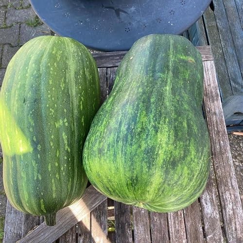 Green Squash Vegetables Seeds vegetable seeds - Heirloom, Organic, Non Gmo Garden Seeds for kitchen garden planting