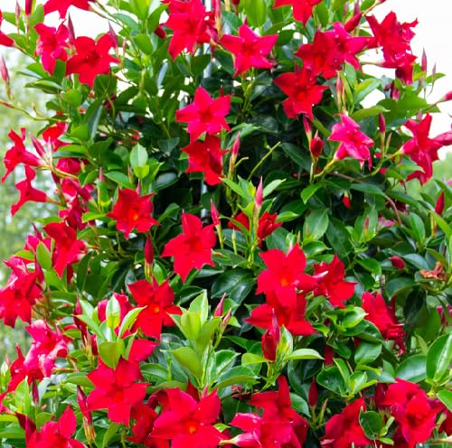 Red Dipladenia Flower Seeds