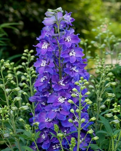 Violet Delphinium Flower Seeds