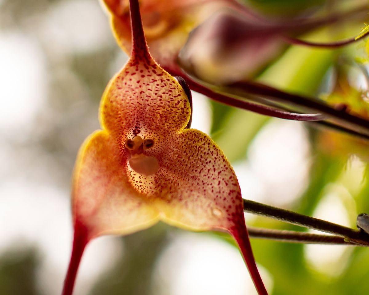 Maroon Monkey face Orchid Flower Seeds
