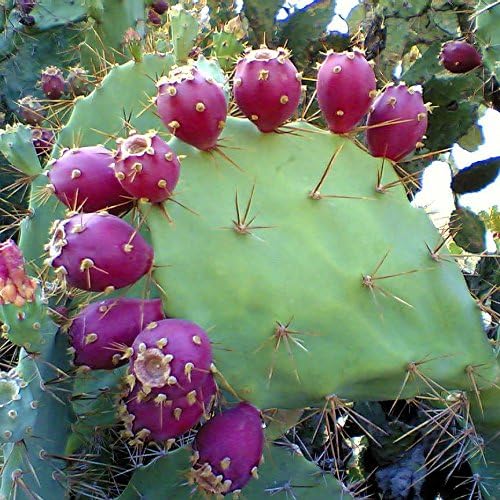 pear cactus opuntia spp plant in desert